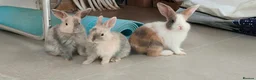 Netherland Dwarf rabbits for sale: Gorgeous Baby Rabbits Looking for Lovely Home in Milton Keynes - Advert 1