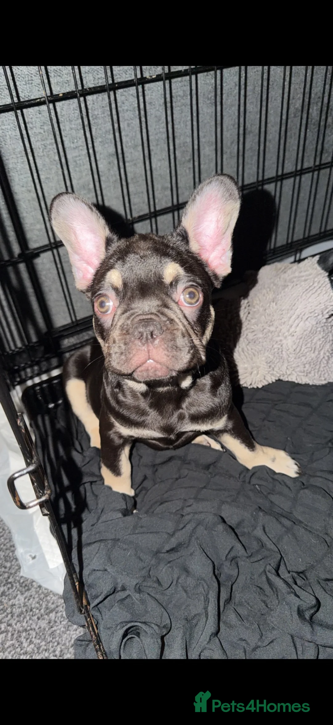French Bulldog dogs for sale: 2 male French bulldog  in Hull - Advert 2
