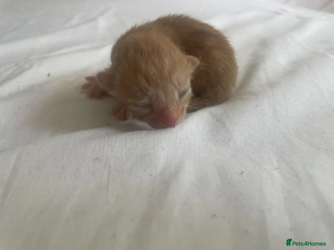 Mixed Breed cats for sale: beautiful ginger mixed kittens in London - Advert 27