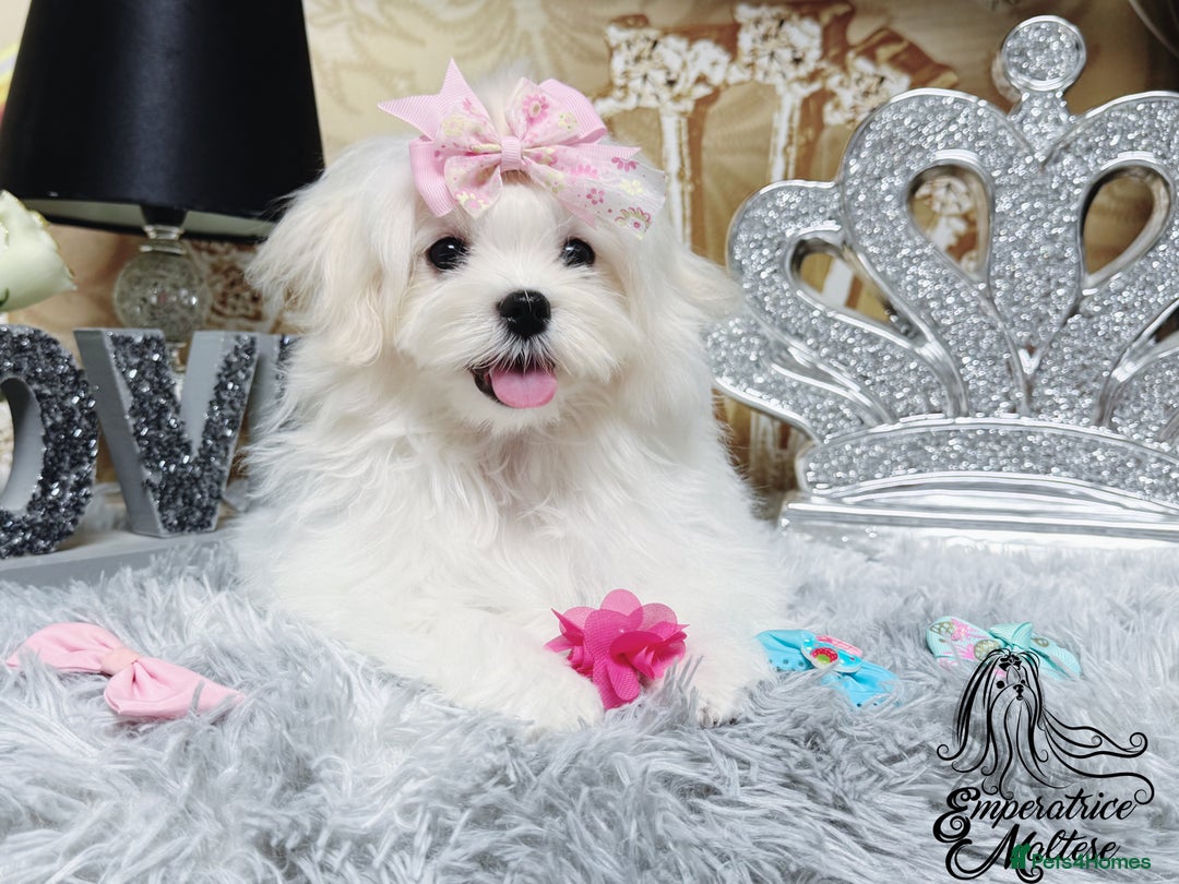 Maltese dogs for sale: Emperatrice Maltese-Korean Line Show Maltese KC Re - Advert 31