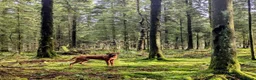 Rhodesian Ridgeback dogs for stud: Athletic RR for stud  - Advert 6