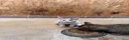 Mixed Breed cats for sale: 4 kittens in Gillingham - Advert 1