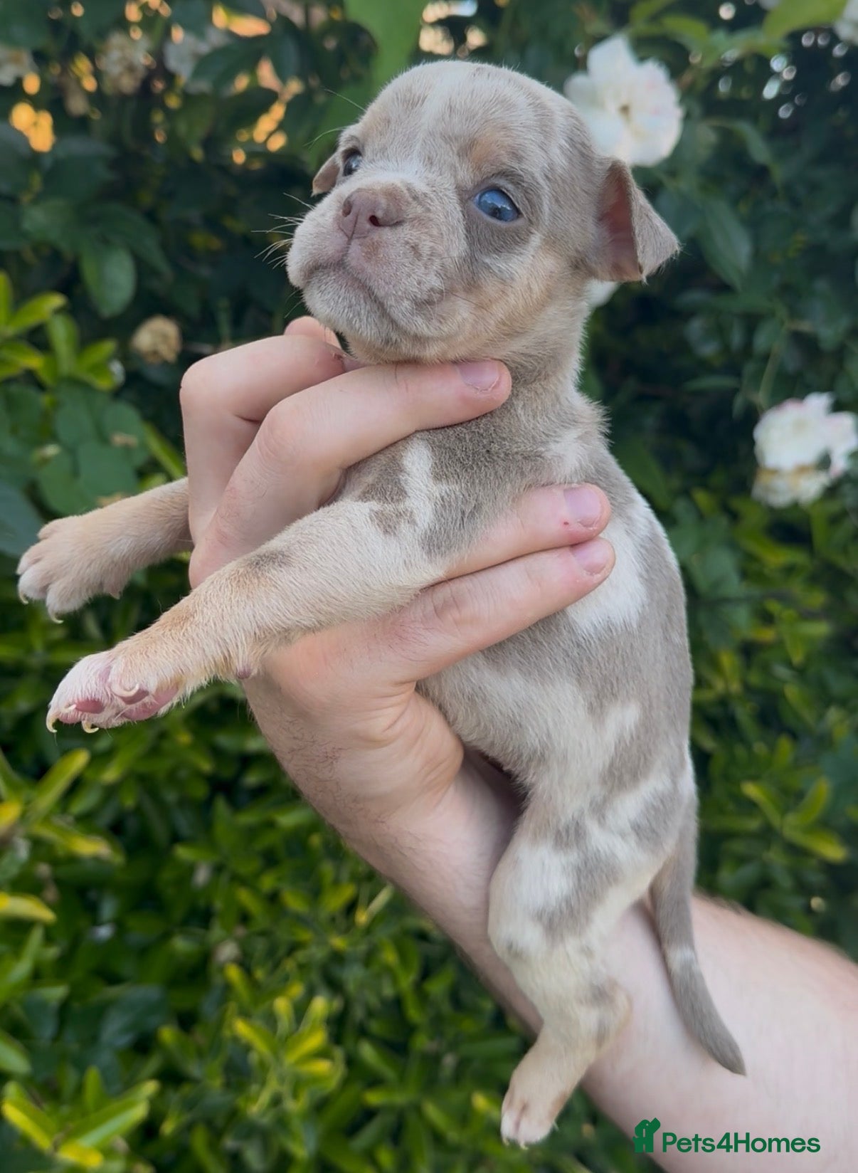 Olde English Bulldogge dogs 7 old tyme bulldog puppies available  - Advert 1