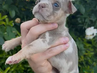 Olde English Bulldogge dogs 7 old tyme bulldog puppies available - Advert 2