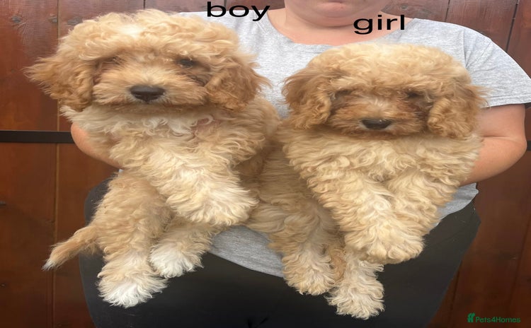 Cavapoo dogs - Advert 5