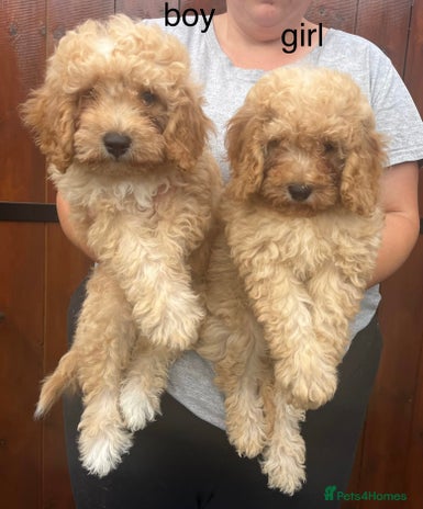 Cavapoo dogs - Advert 6