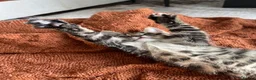 British Shorthair cats for sale: Tabby Kittens | 3 Available  in London - Advert 12