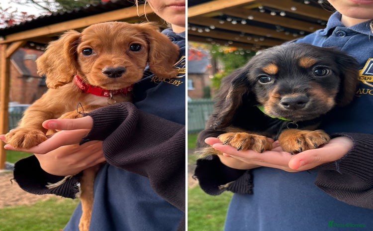 Cocker Spaniel dogs - Advert 10