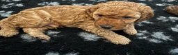 Cavapoo dogs for sale: Cavapoo F1BB puppies  in Grimsby - Advert 17