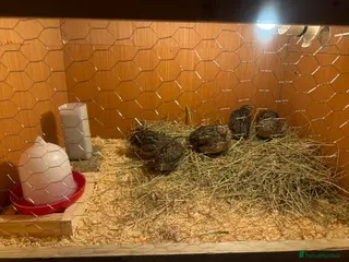 Quail poultry coturnix jumbo quail - Advert 3