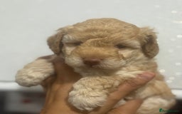 Cavapoo dogs for sale: x4 cockapoos puppies - Advert 17