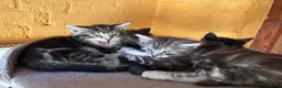 Ragdoll cats for sale: Kittens for sale - Advert 10