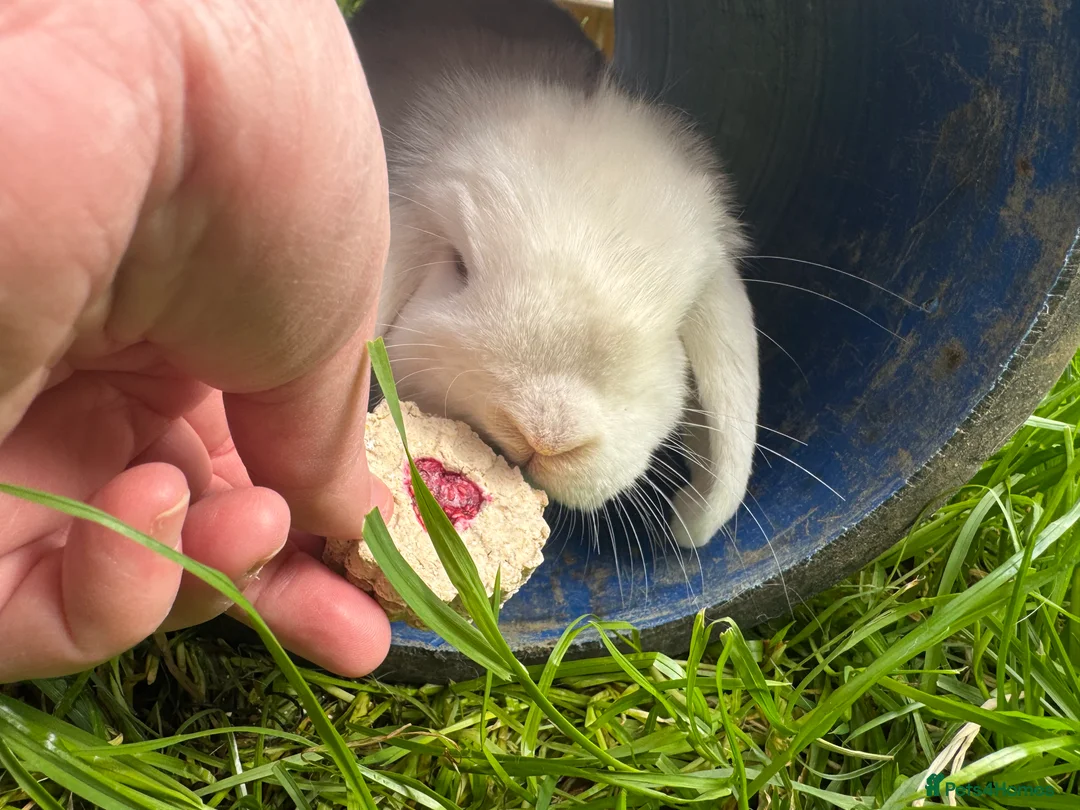 Mini Lop rabbits for sale: Mini lop does  - Advert 7