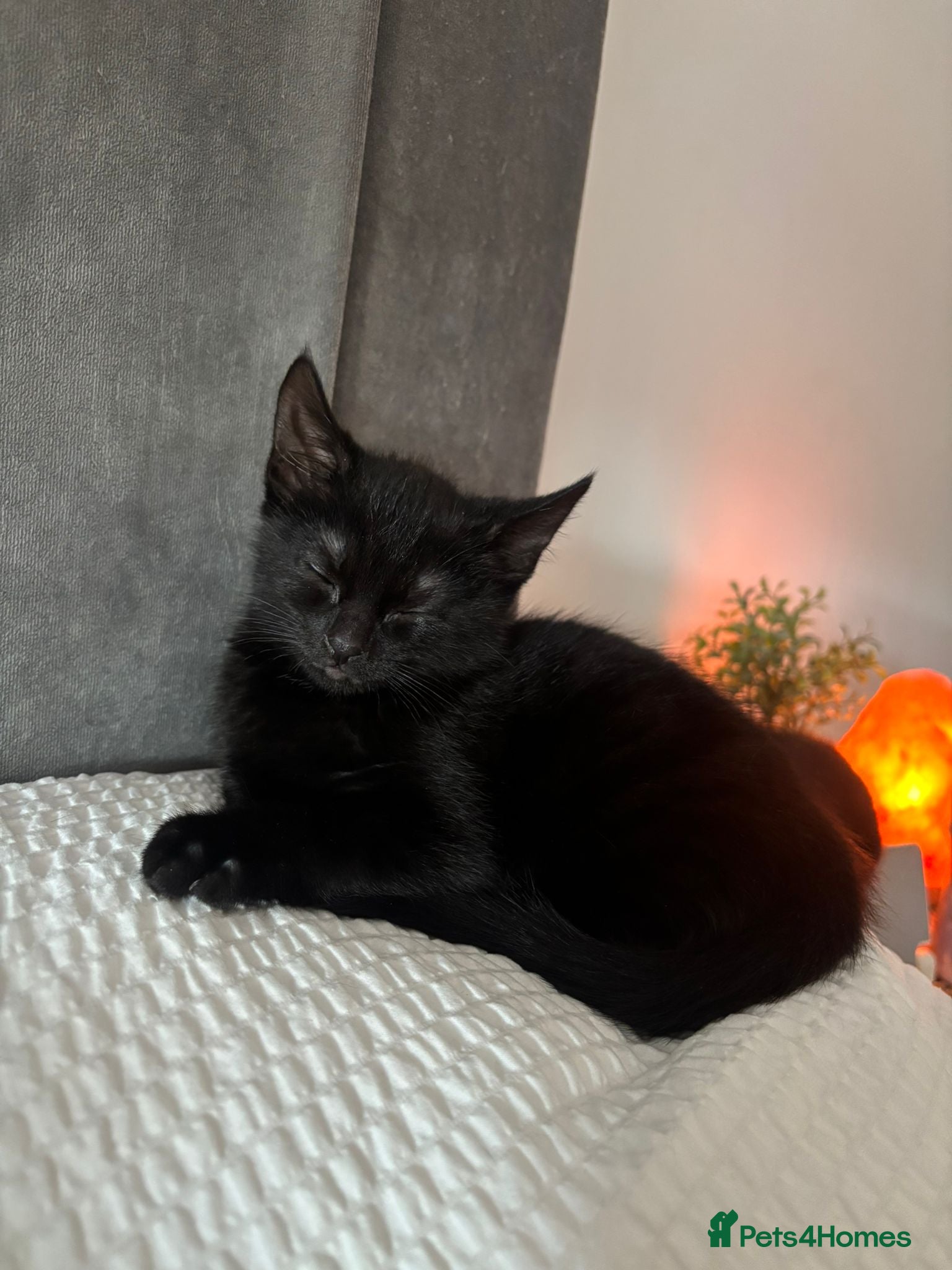 Mixed Breed cats 🐾 Beautiful Kittens Looking for Forever Homes 🐾 - Advert 7