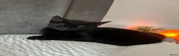 Mixed Breed cats for sale: 🐾 Beautiful Kittens Looking for Forever Homes 🐾 - Advert 1