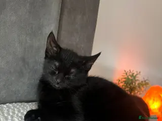 Mixed Breed cats 🐾 Beautiful Kittens Looking for Forever Homes 🐾 - Advert 2