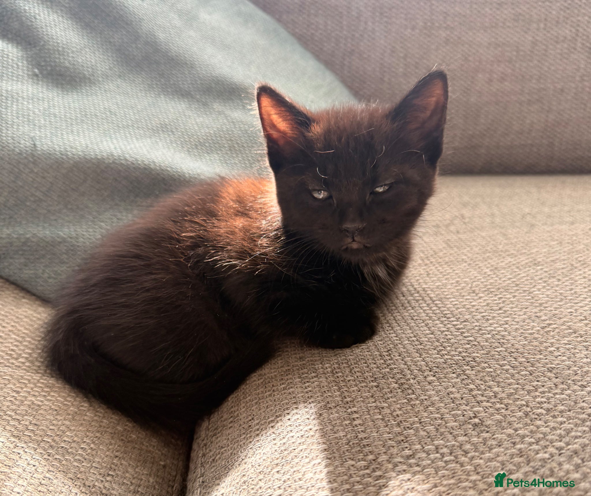 Mixed Breed cats 4 gorgeous playful little ones  - Advert 5