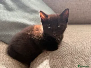 Mixed Breed cats 4 gorgeous playful little ones - Advert 5