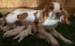 Cocker Spaniel dogs for sale: Working Cocker Spaniels - Image 4