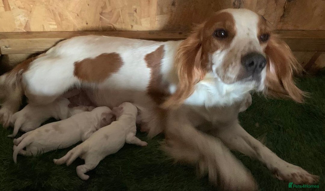 Cocker Spaniel dogs for sale: Working Cocker Spaniels - Image 4