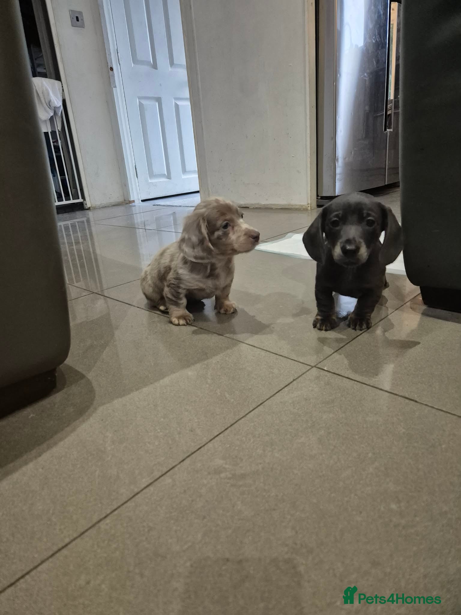 Miniature Dachshund dogs READY NOW !! - Advert 11