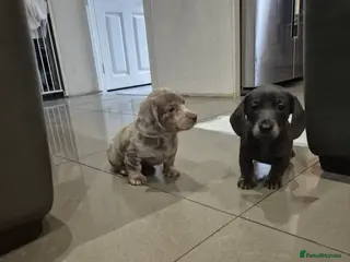 Miniature Dachshund dogs READY NOW !! - Advert 11