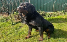 Rottweiler dogs for sale: Falconsnest (IMP BEL) Rottweiler Male - Image 2