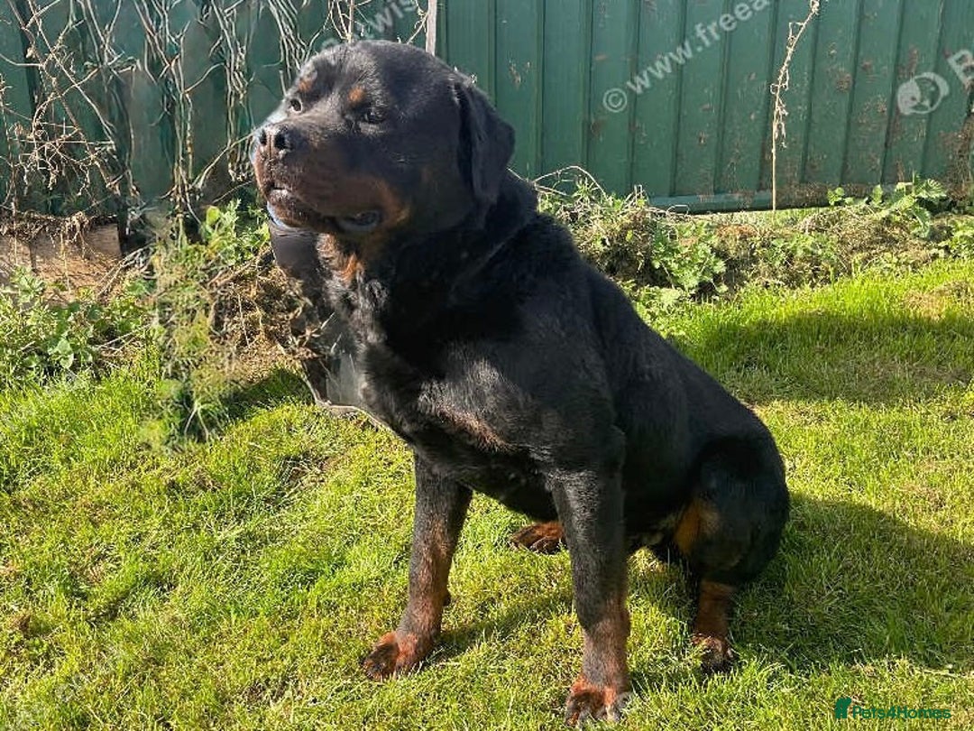 Rottweiler dogs for sale: Falconsnest (IMP BEL) Rottweiler Male - Image 2