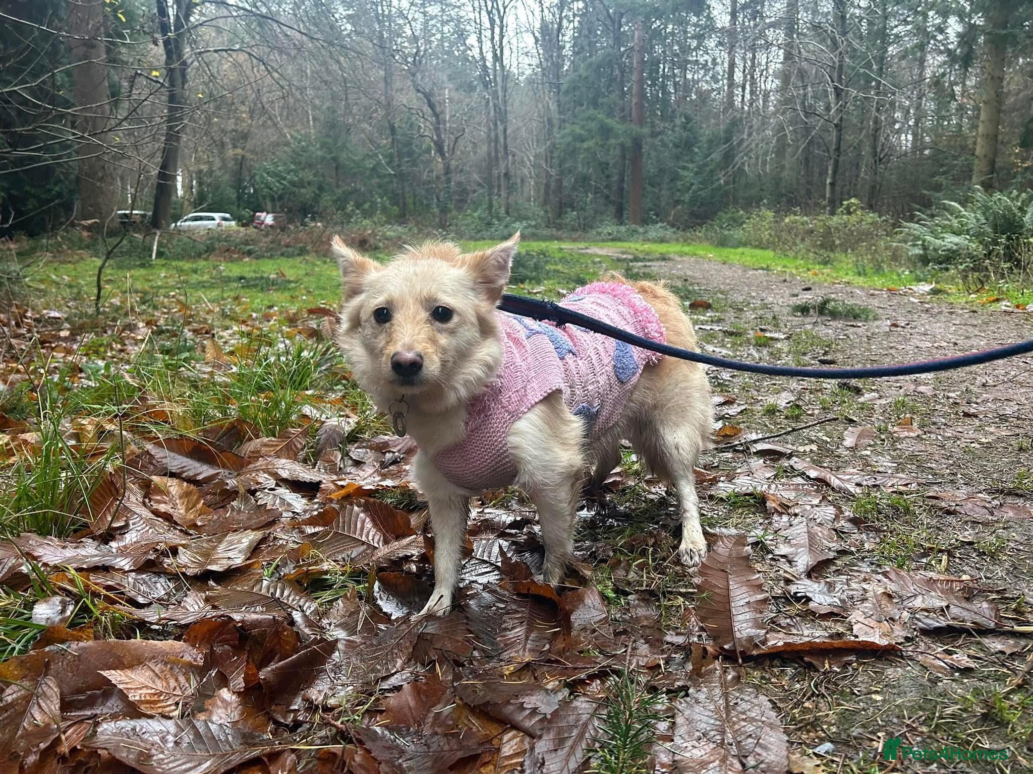 Mixed Breed dogs Winnie - Norwich Norfolk  in Norwich - Advert 23