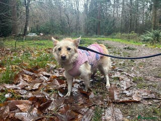 Mixed Breed dogs Winnie - Norwich Norfolk in Norwich - Advert 22