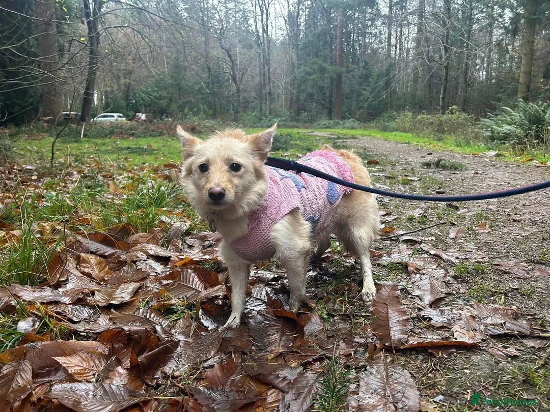 Mixed Breed dogs for adoption: Winnie - Norwich Norfolk  in Norwich - Advert 1