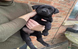 Labrador Retriever dogs for sale: Labrador puppies  - Image 8