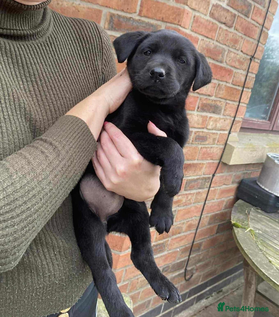 Labrador Retriever dogs for sale: Labrador puppies  - Image 8