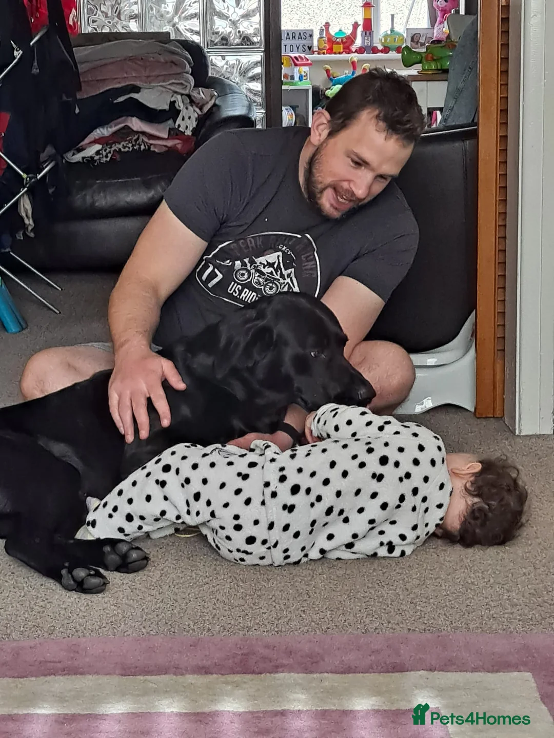 Labrador Retriever dogs for stud: Black Labrador for stud - North West - Proven stud in Saint Helens - Advert 11