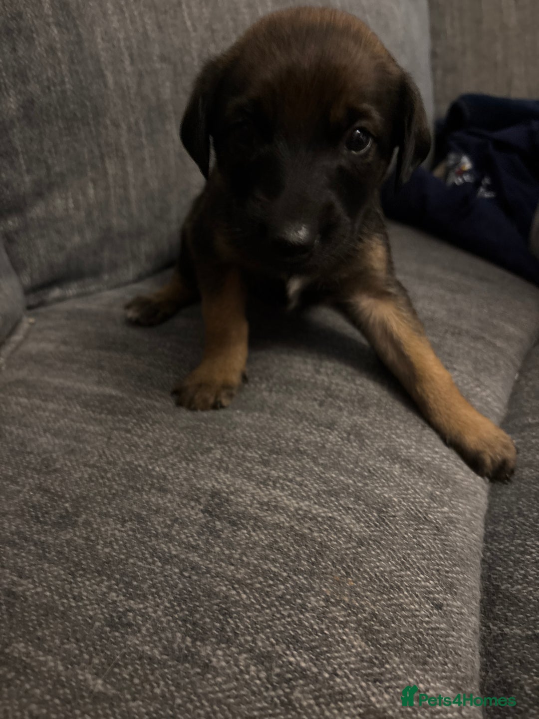 Mixed Breed dogs for sale: German shepherd x whippet  - Image 8