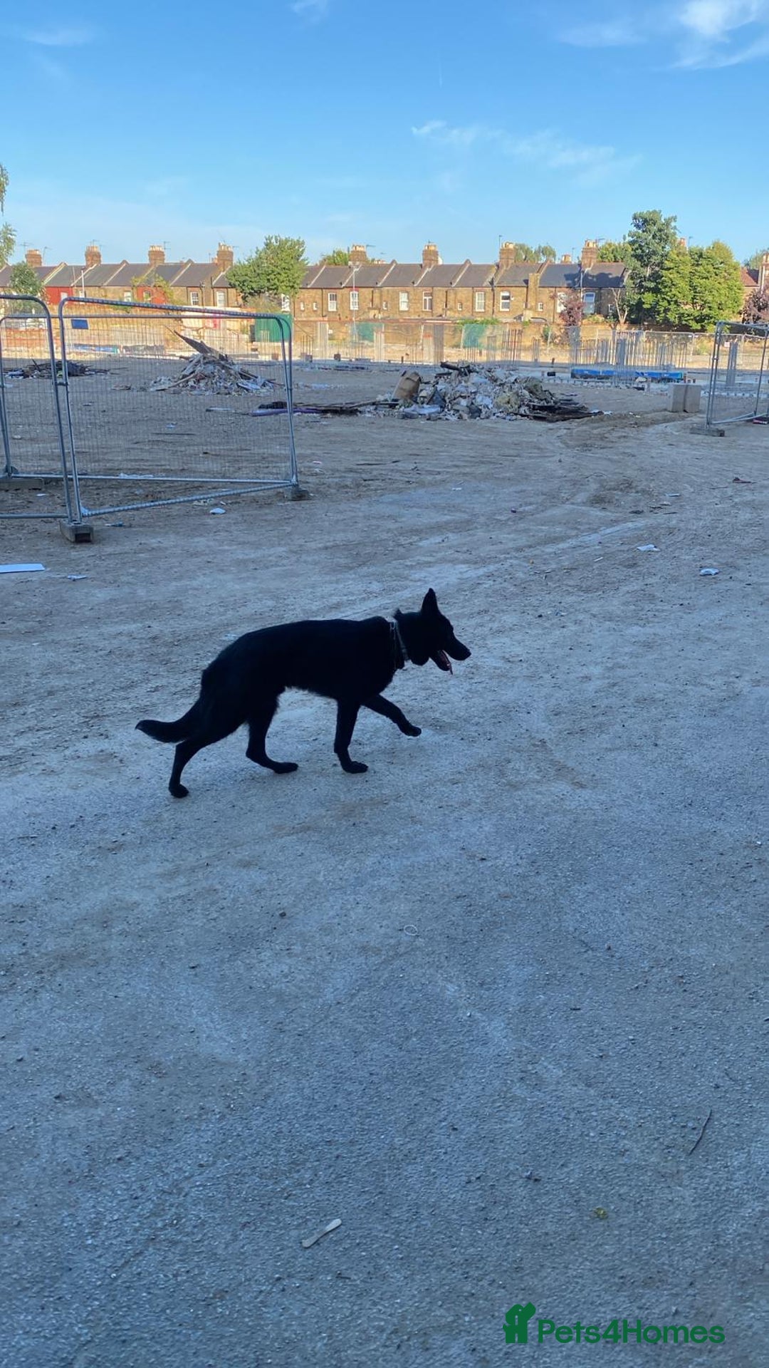 German Shepherd dogs for sale: Jack  - Image 4