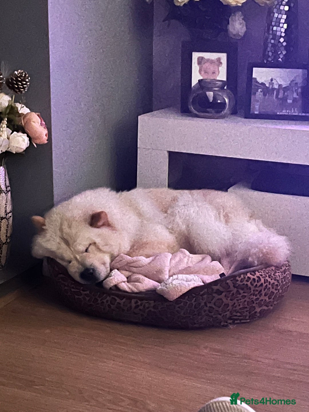 Chow Chow dogs for sale: Kiki chow chow  - Image 3