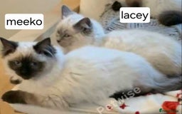 Ragdoll cats for sale: 1 boy/ 1 girl Ready to go - Image 6