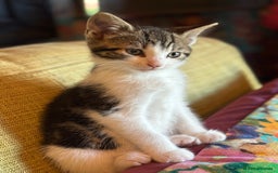 Mixed Breed cats for sale: 7 happy kittens ready for their new home - Image 15