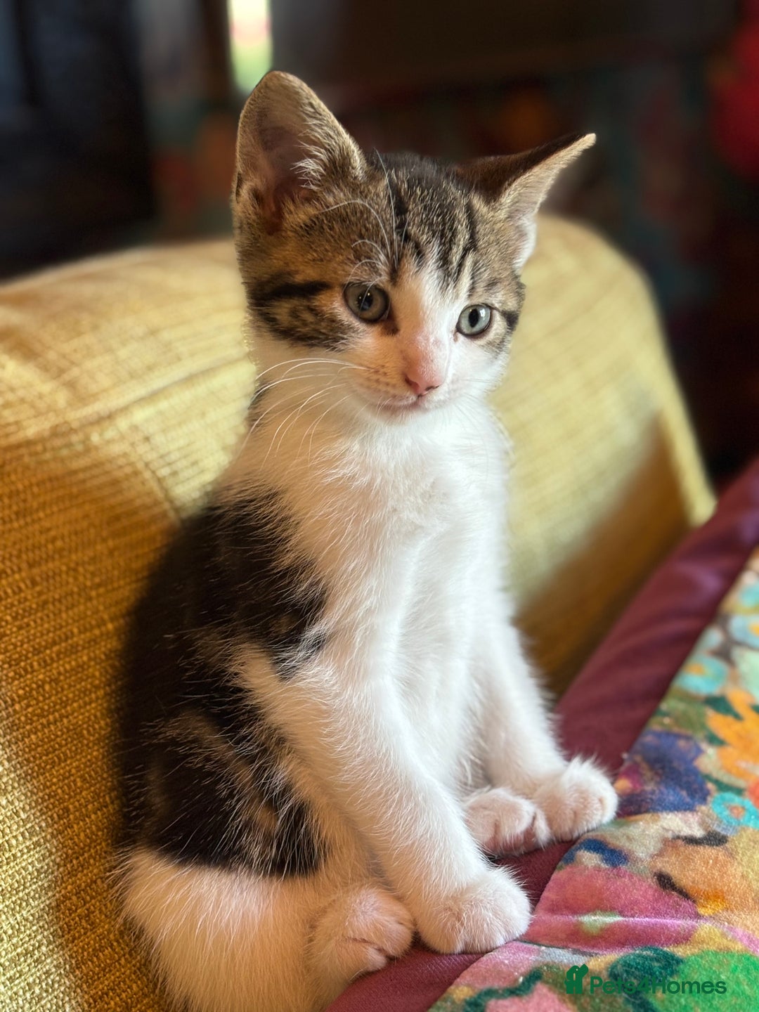 Mixed Breed cats for sale: 7 happy kittens ready for their new home - Image 15