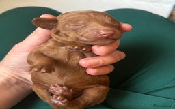Cockapoo dogs for sale: Cockapoo puppies for sale - Image 8