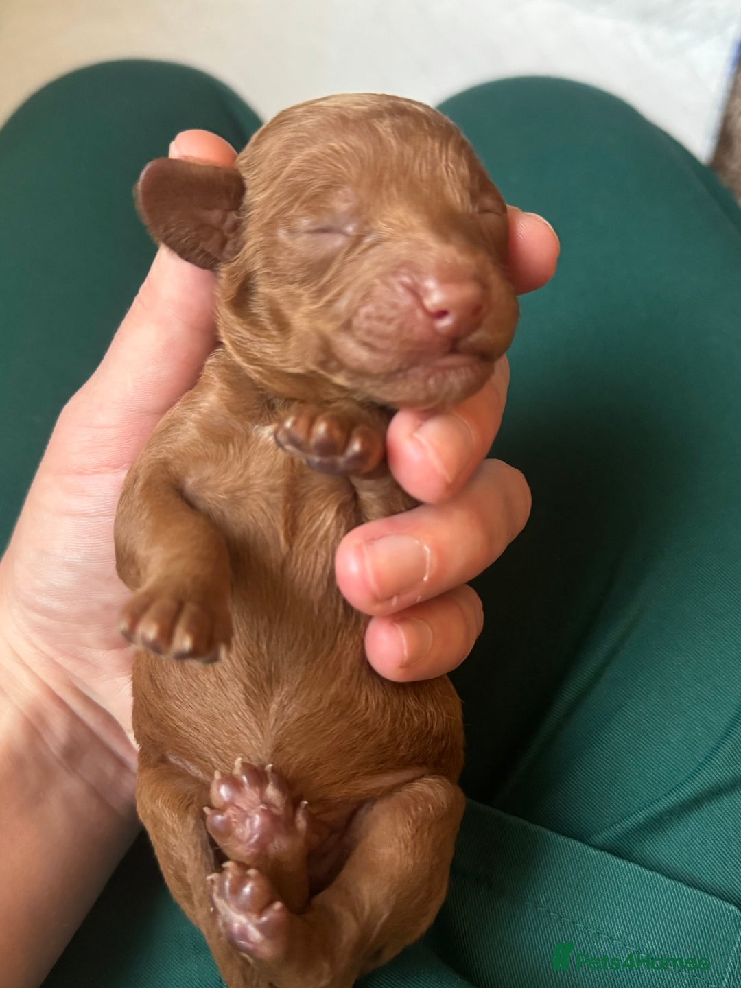 Cockapoo dogs for sale: Cockapoo puppies for sale - Image 8