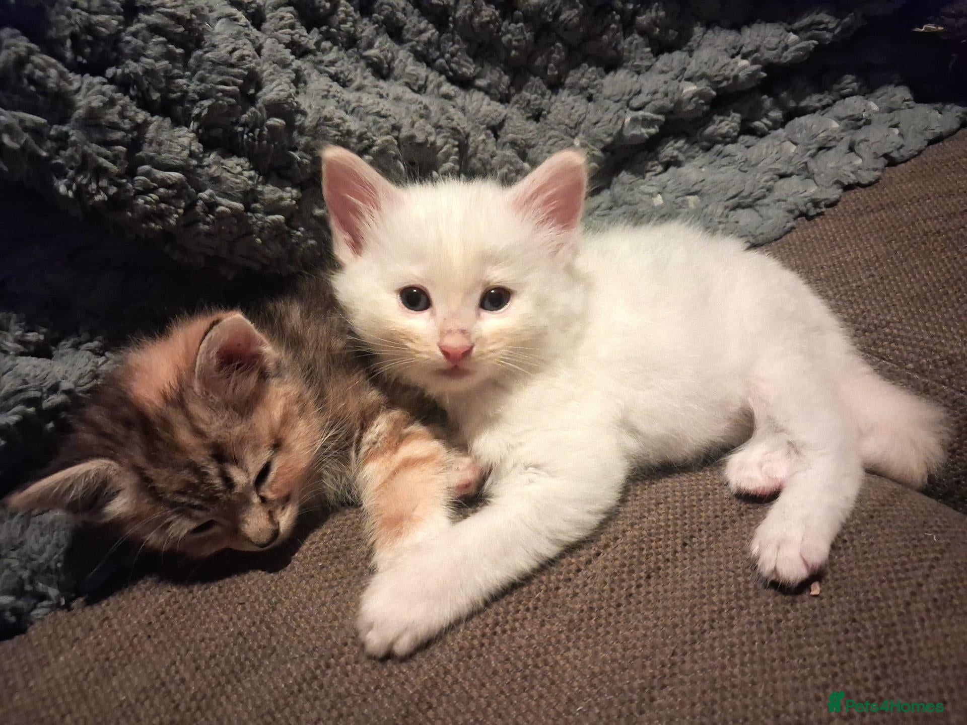 Norwegian Forest Cat cats HALF Norwegian Forest Kitten 💙 - Advert 2