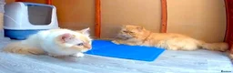 Persian cats for sale: Fluffy Ginger Persian Kittens, Doll & Peke face. - Advert 6