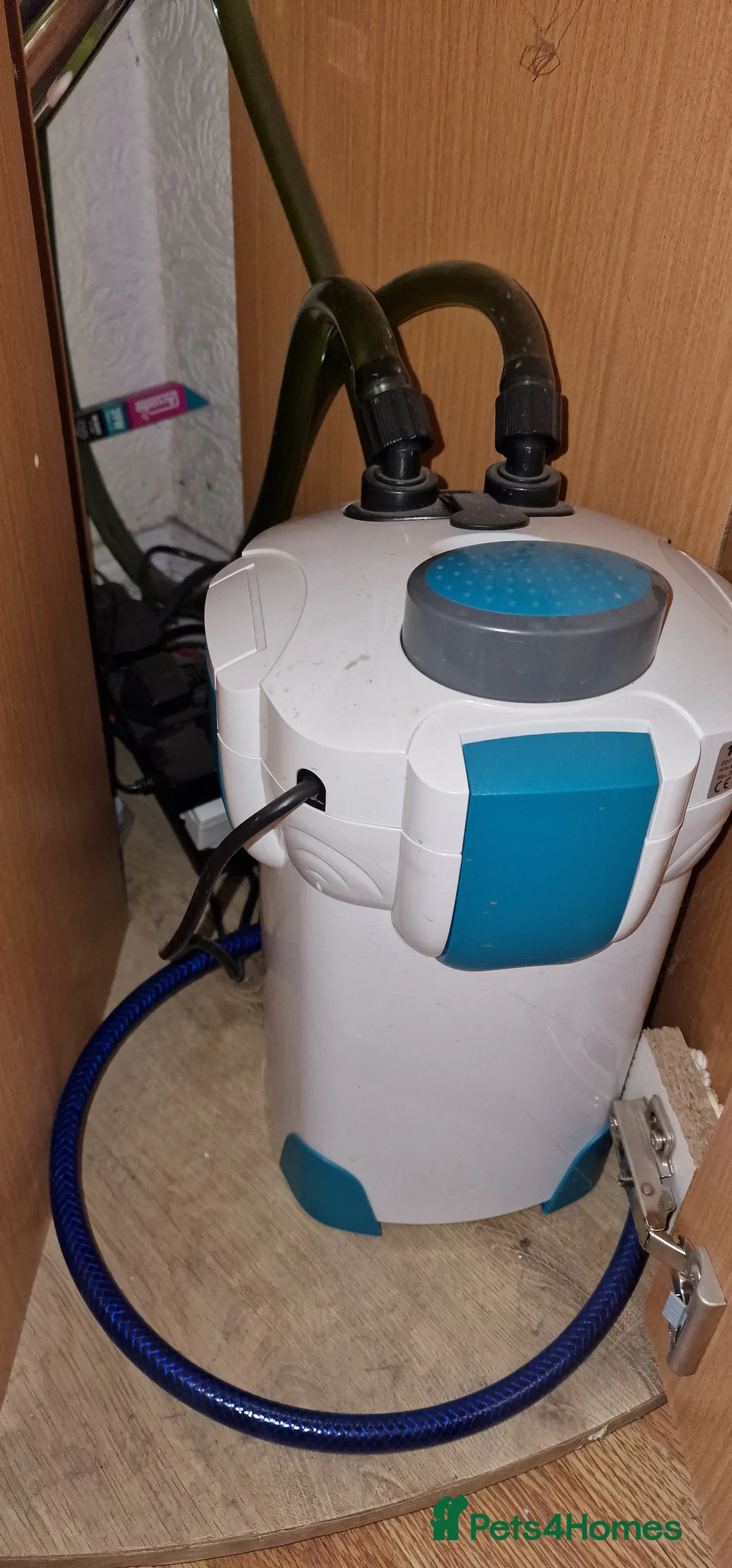 Plecos fish for sale: Snowwhite longfin bristlenose pleco breading pair - Advert 4