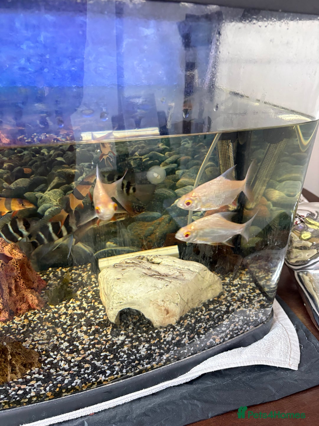 Cichlids fish for sale: Mix of Tropical Fish with Tank  - Advert 7