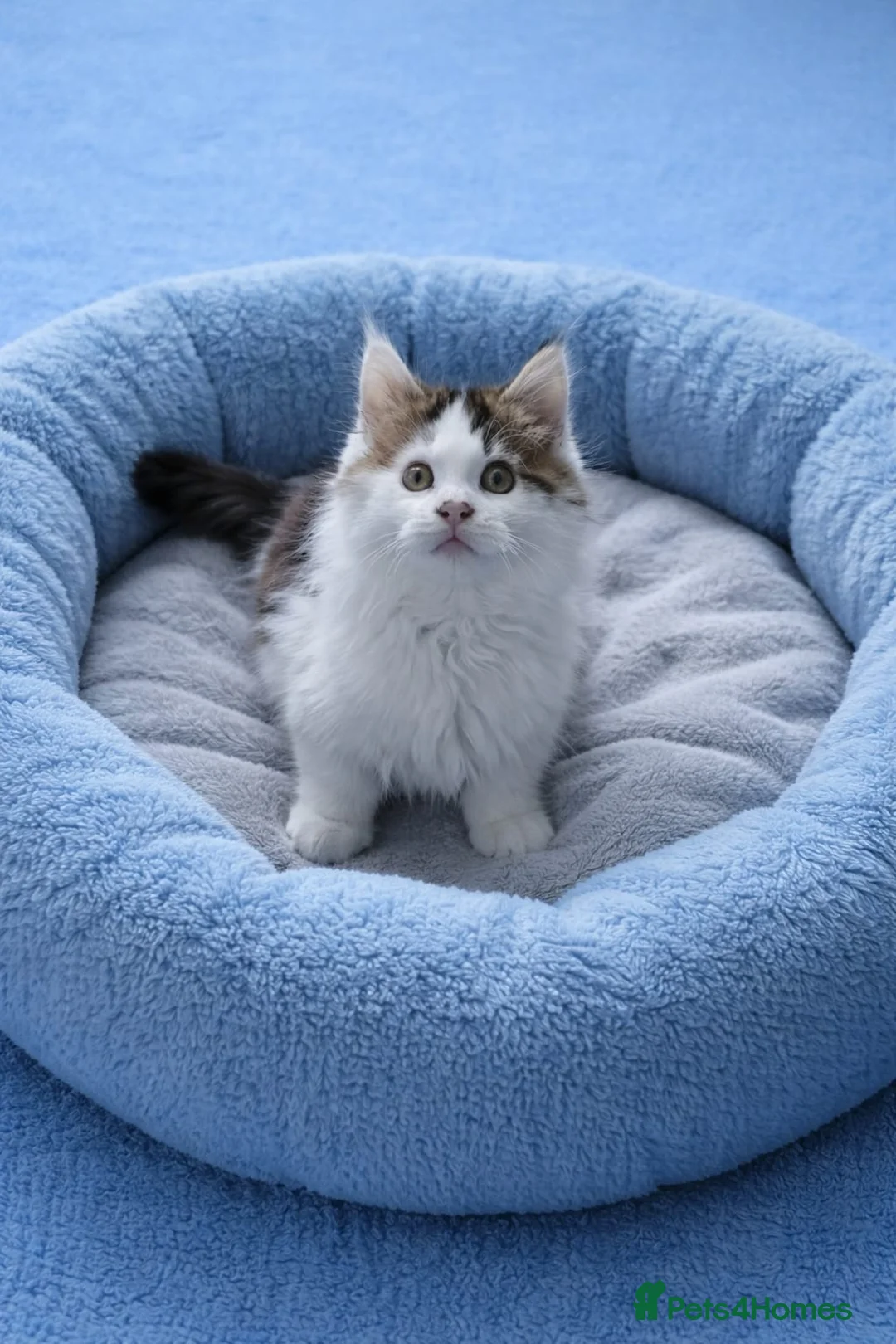 Maine Coon cats for sale: Last Kitten ready now - Advert 2