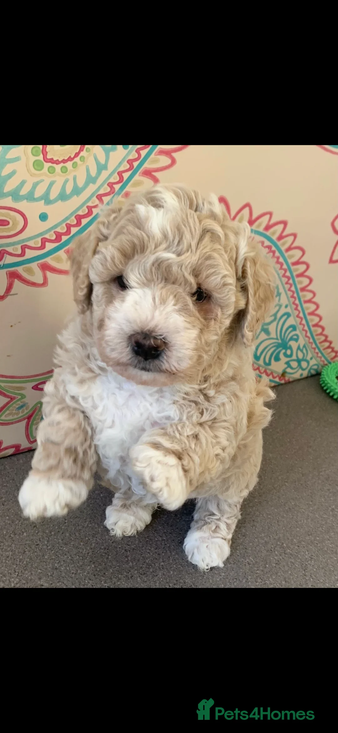Cavapoo dogs for stud: ❤️Fully health tested red toy poodle❤️ - Advert 16