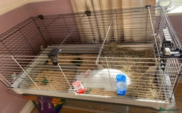 Mini Lion Lop rabbits for sale: Beautiful bunny  - Image 3