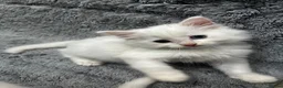 Turkish Angora cats for sale: Turkish Angora Long-hair kittens - Advert 7
